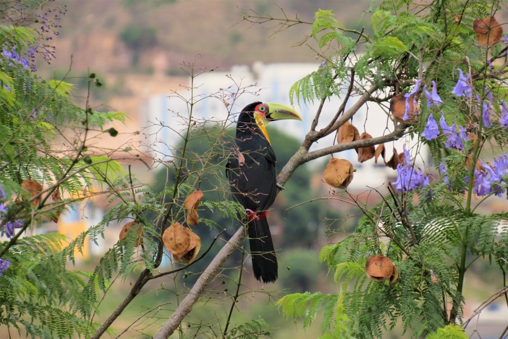 Uccello nero e marrone sul ramo marrone dell'albero durante il giorno