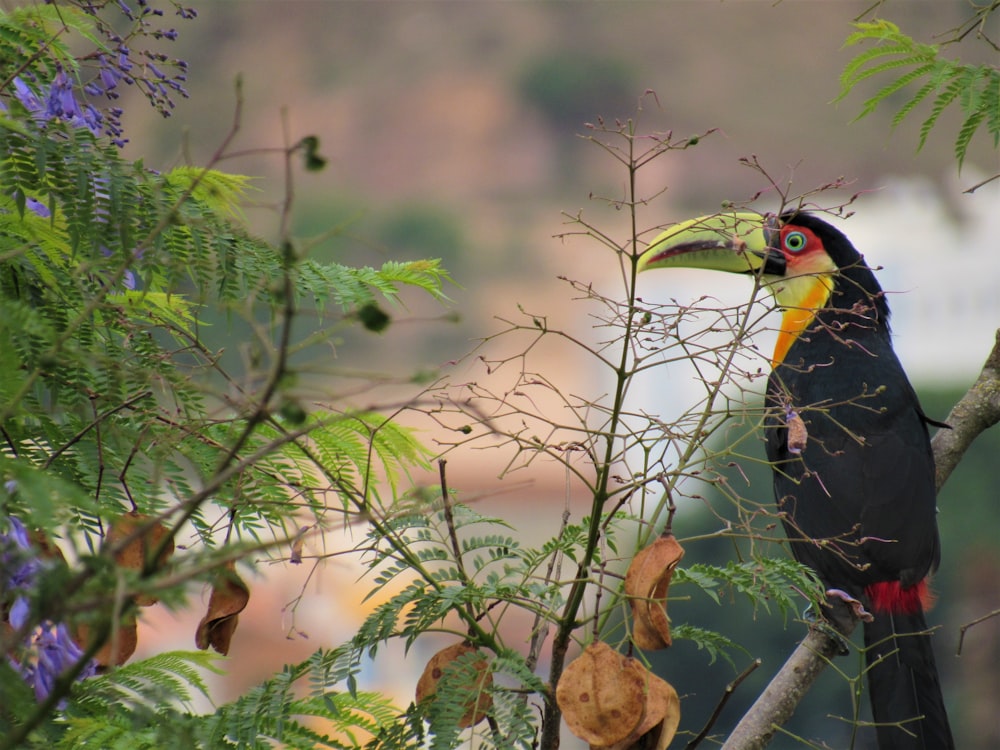 black and yellow bird on brown tree branch during daytime