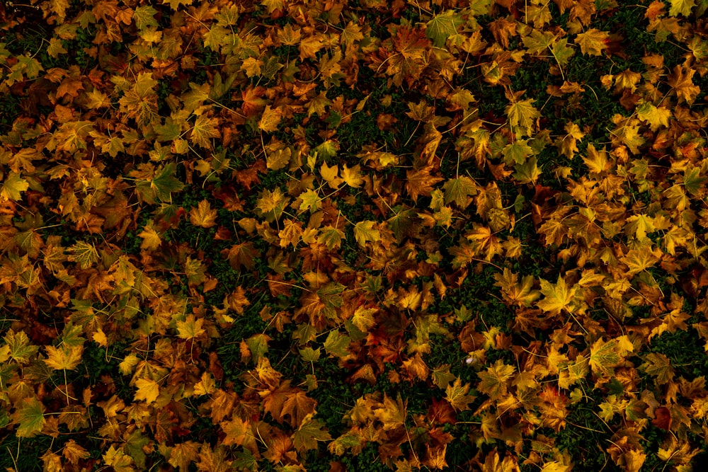 yellow and brown maple leaves