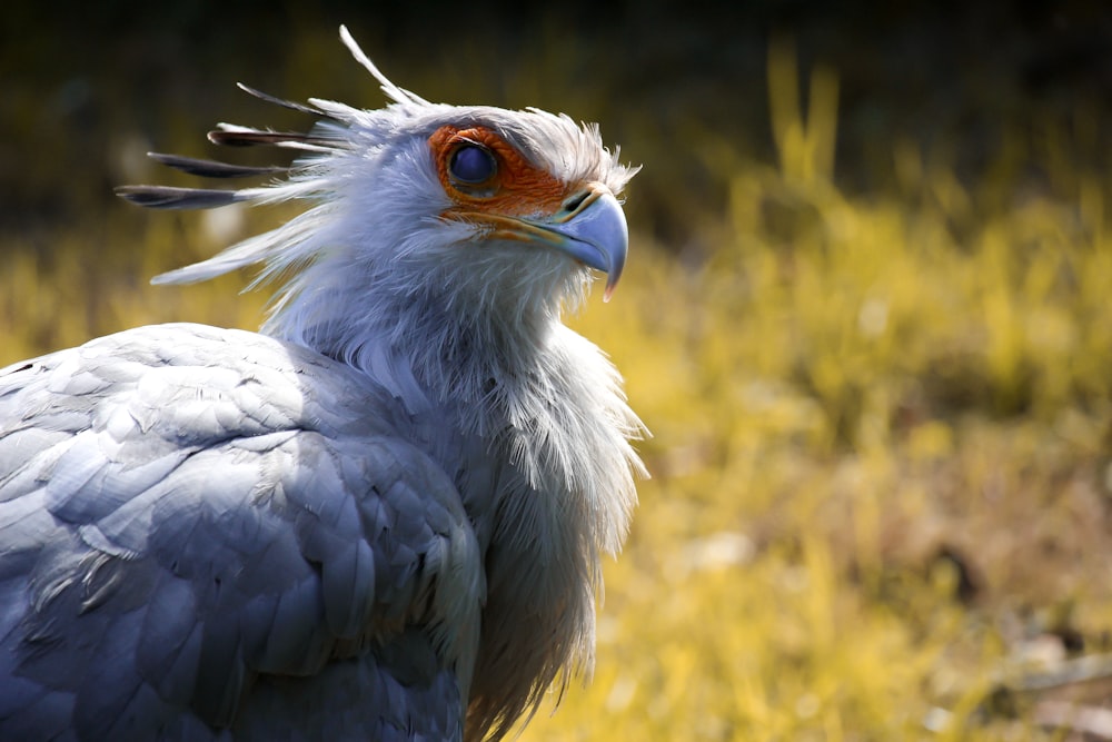 white and gray bird on green grass during daytime