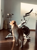 A golden retriever stands on a wooden floor next to an exercise bike in a sunlit room. The walls are light-colored, and there's a rolled-up yoga mat in the corner. A small vase with white flowers is seen on a table in the background.