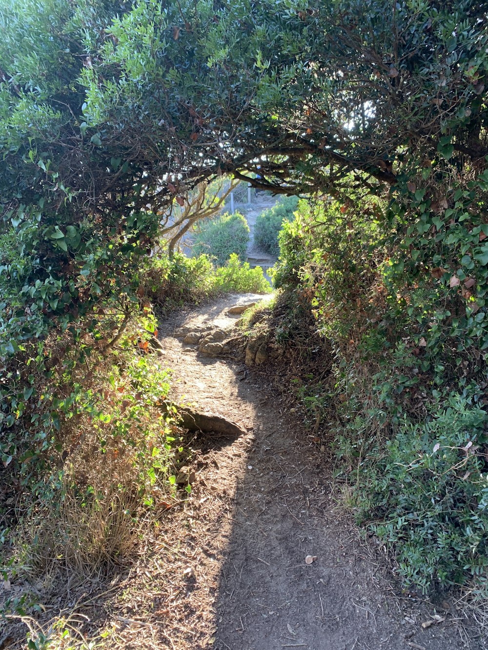 green trees and plants during daytime