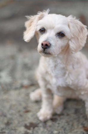 A small white dog with soft, curly fur and attentive eyes sits on a textured surface, possibly a carpet or rough ground. Its head is slightly tilted with an inquisitive expression.