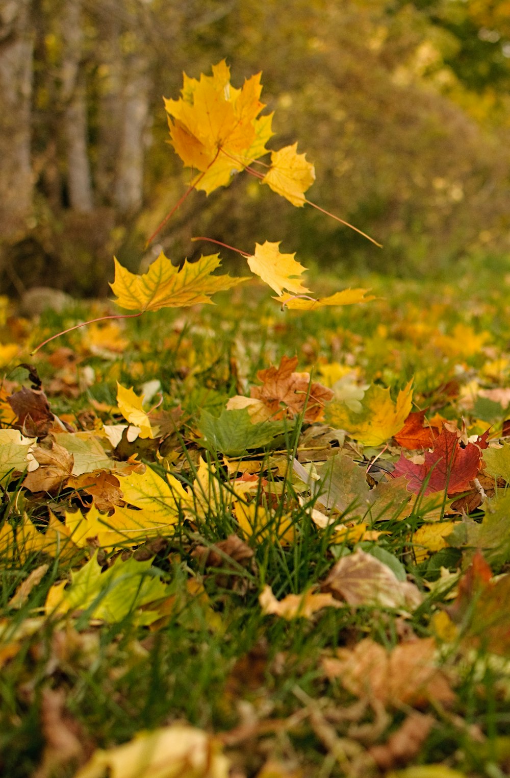 brown and yellow maple leaves on green grass during daytime