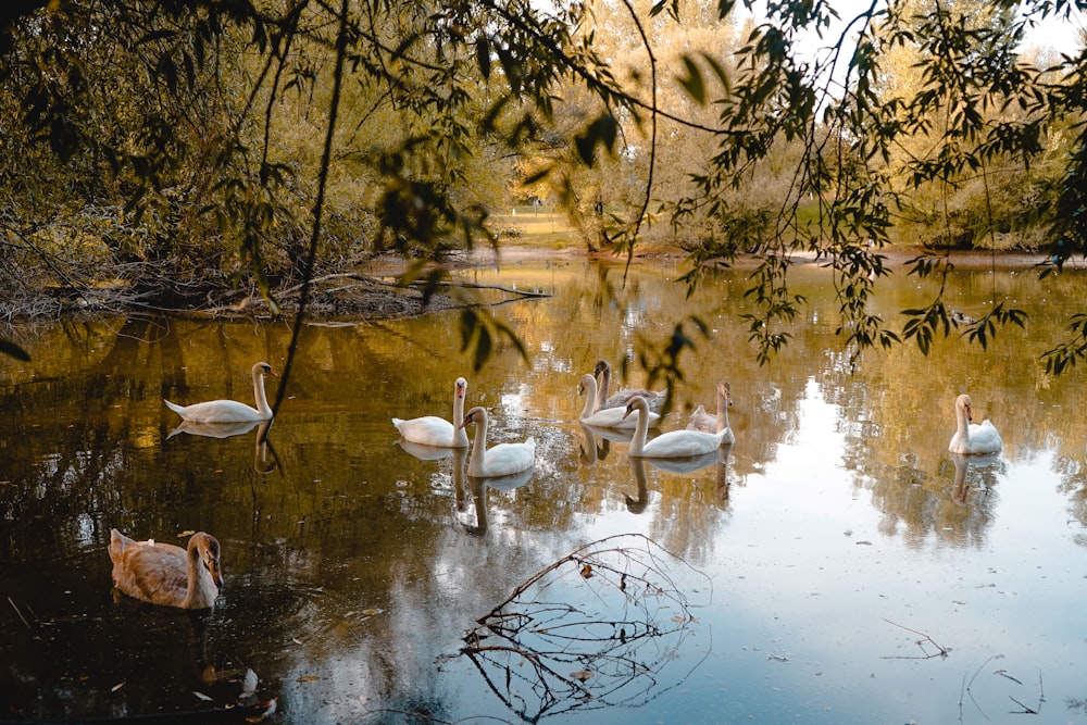 cisnes brancos na água durante o dia