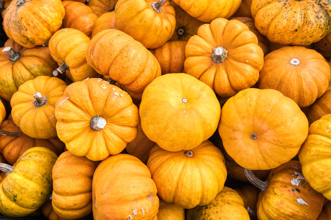 orange pumpkins on black steel rack