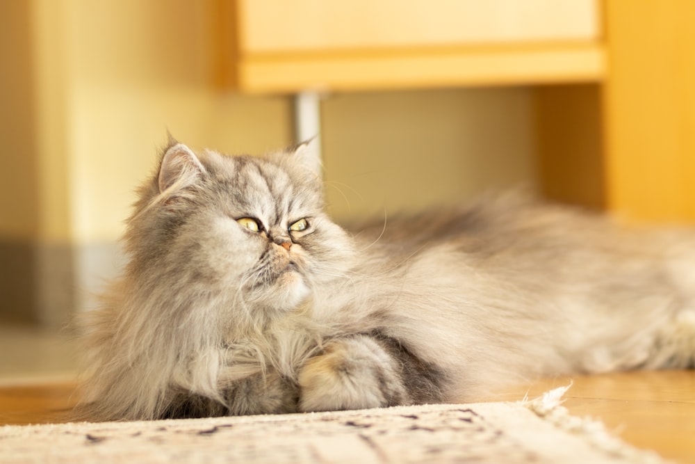 gray and white long fur cat lying on white and black textile