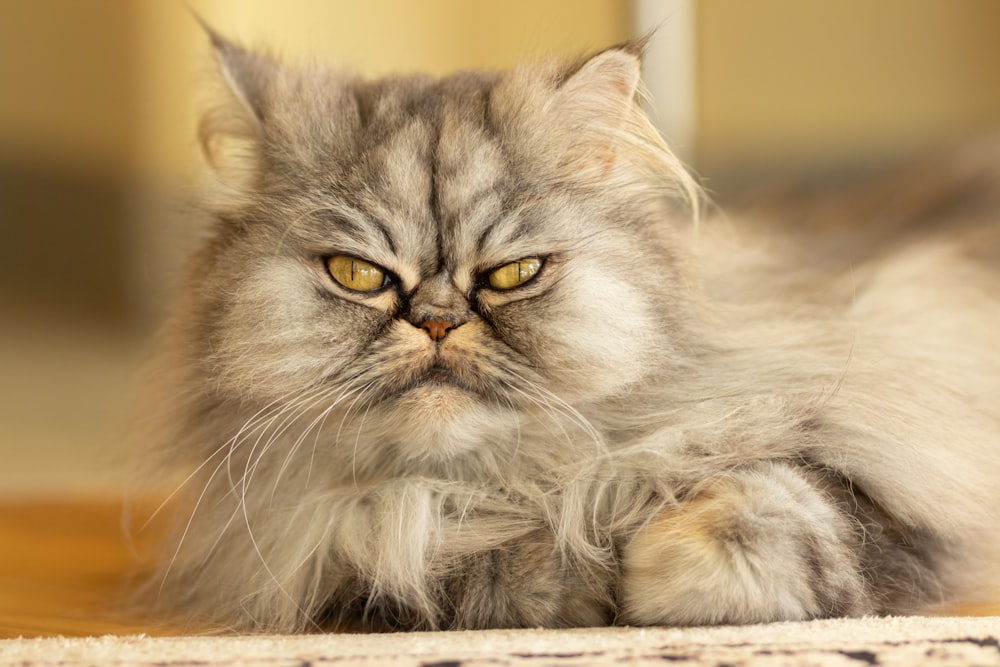 grey and white long fur cat