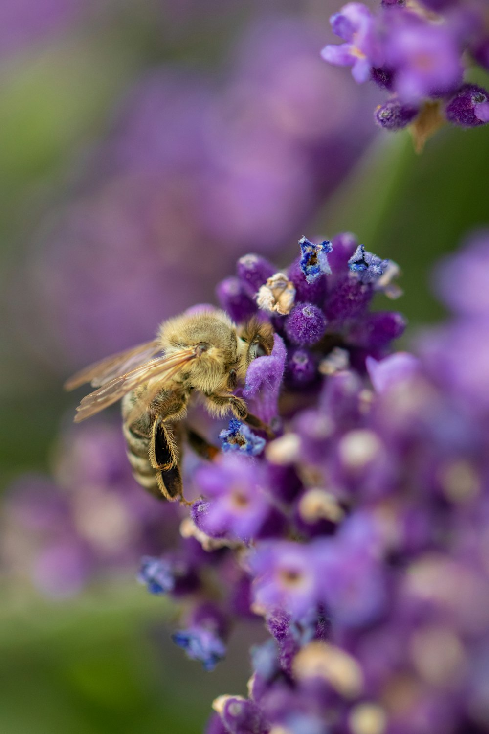 black and yellow bee on purple flower