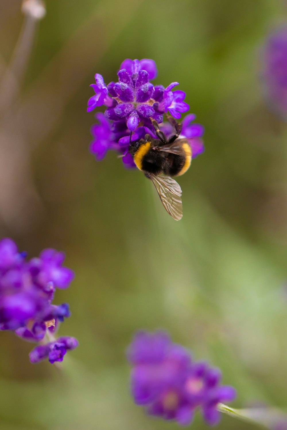 black and yellow bee on purple flower