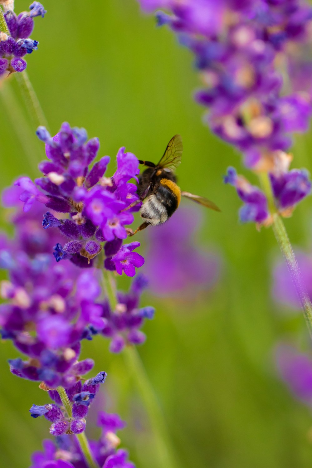 black and yellow bee on purple flower