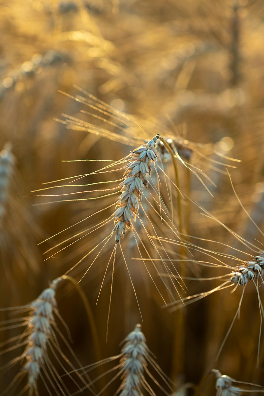 brown wheat in close up photography