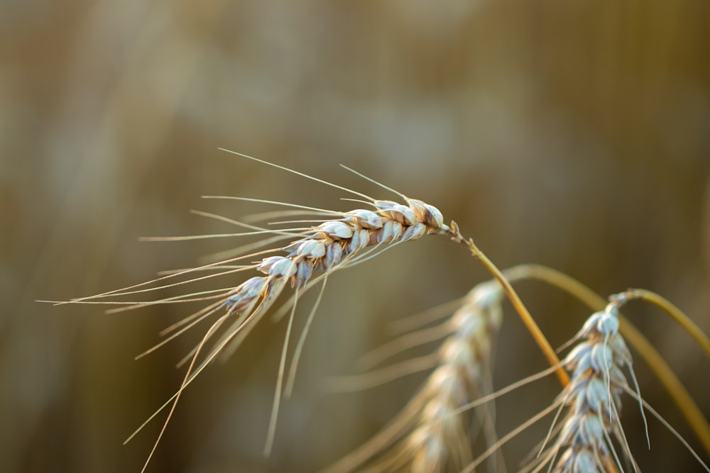 brown wheat in close up photography