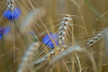 Close-up shot of wheat stalks in a field, with delicate, golden-brown grains and long awns. In the background, soft-focus bright blue flowers contrast with the subtle hues of the wheat.