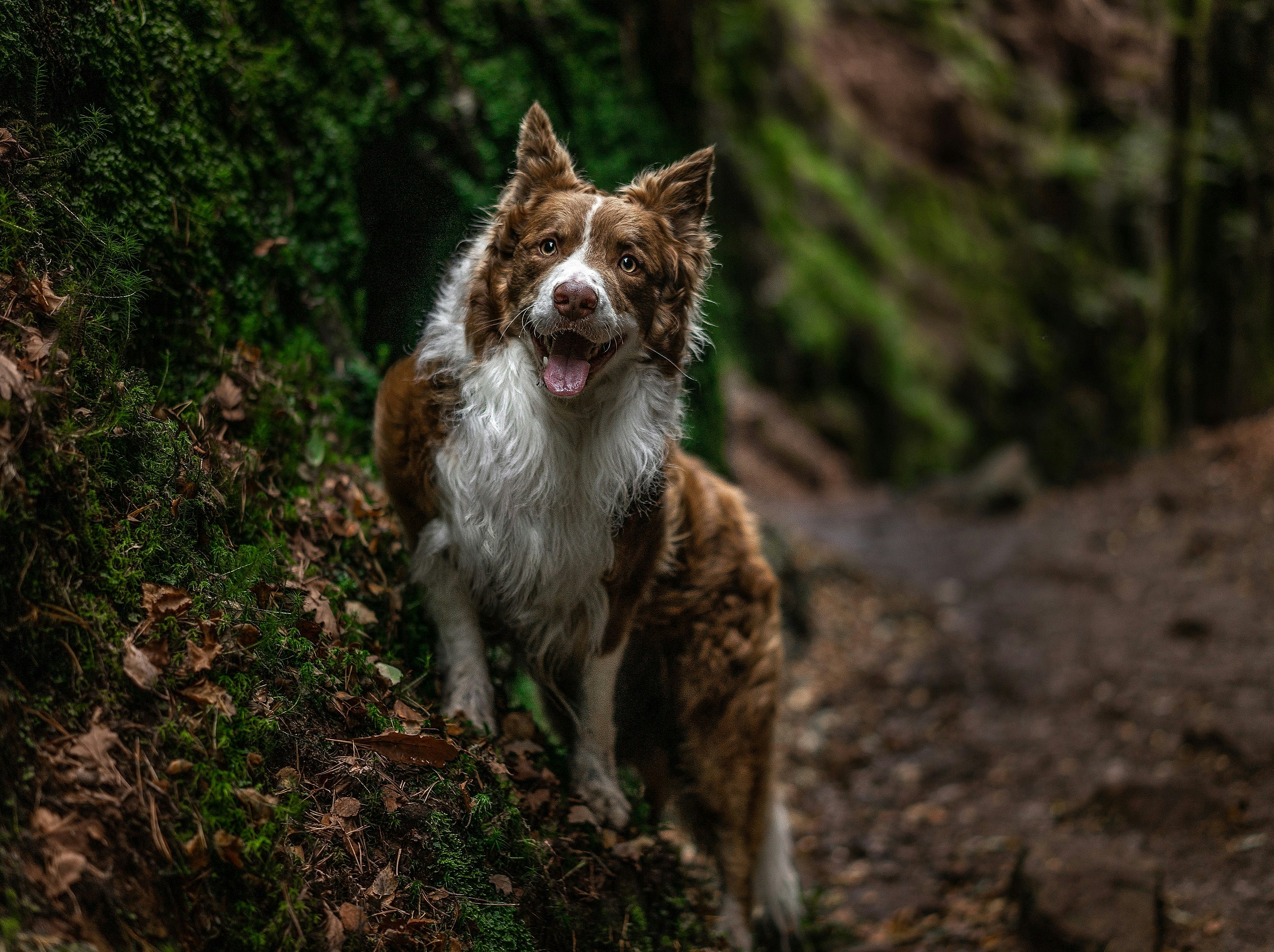 Red And White Border Collie