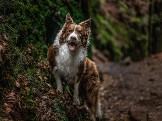 dogAdvisor | dog Advisor | dogadvisor.dog | dog Advisor