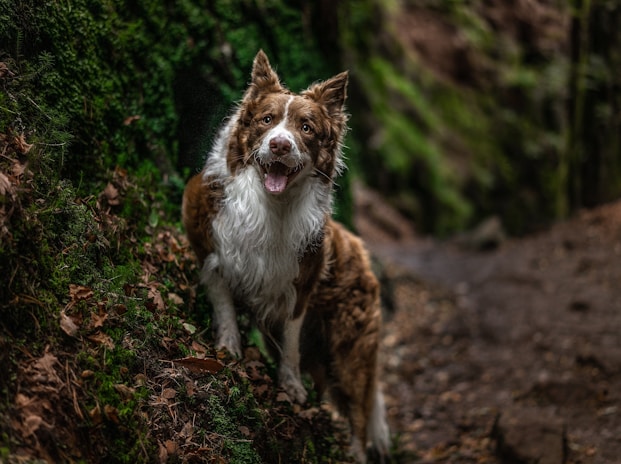 dogAdvisor | dog Advisor | dogadvisor.dog | dog Advisor