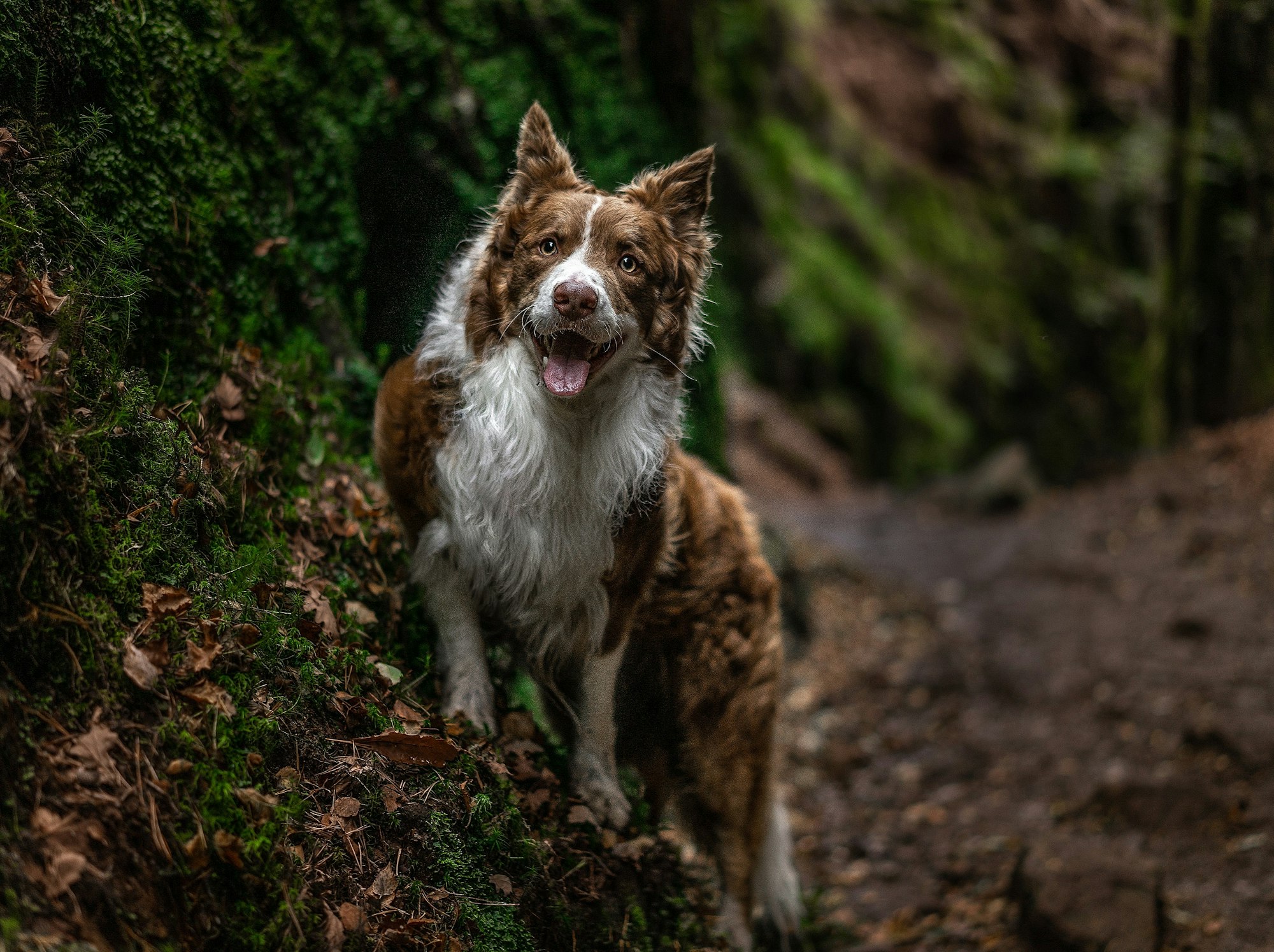 Red And White Border Collie