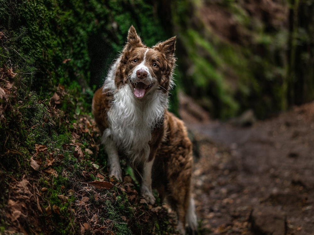 brown and white long coated dog standing on brown soil