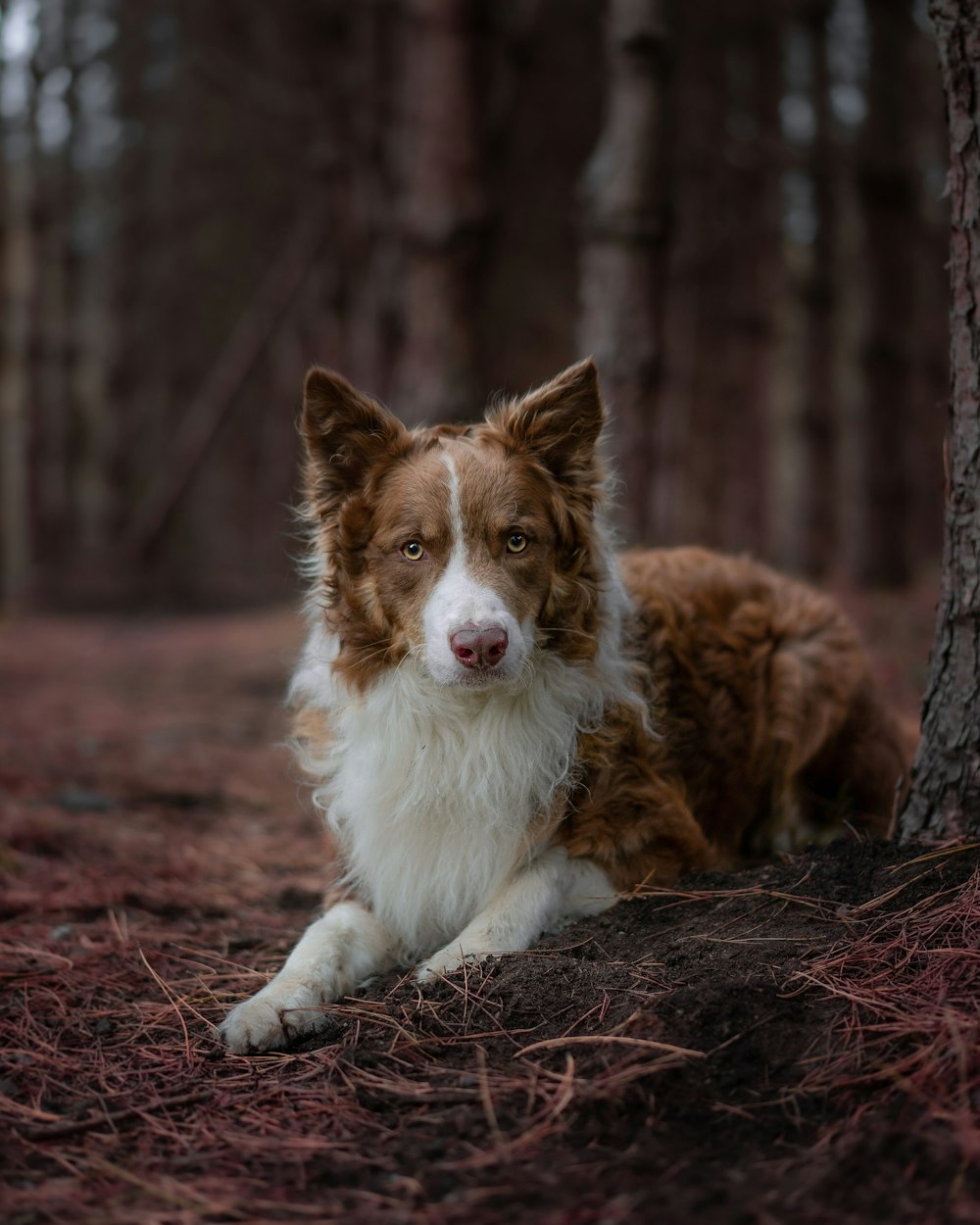 brown and white long coated dog sitting on brown dried leaves