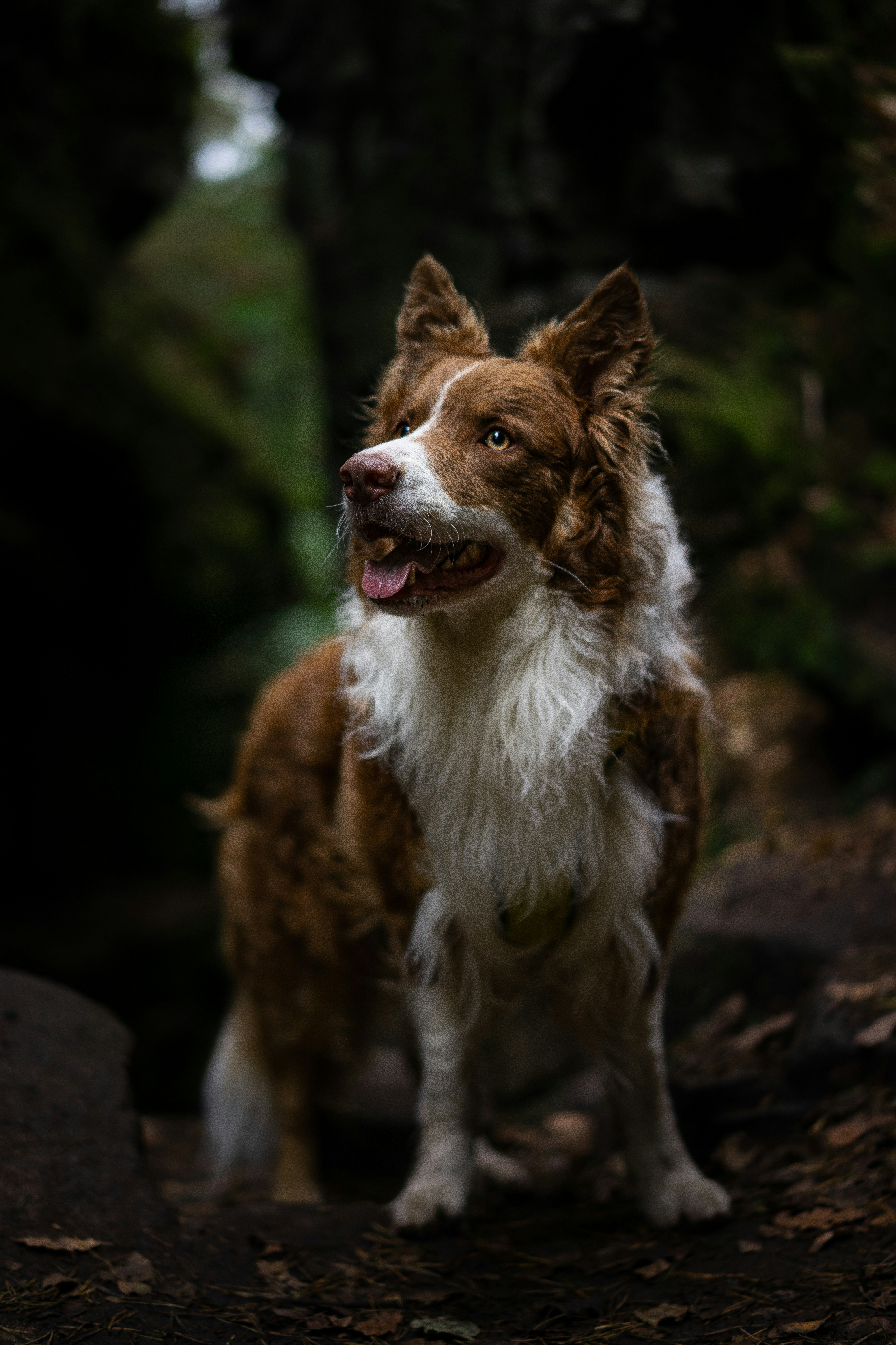 Border Collie collar consideration