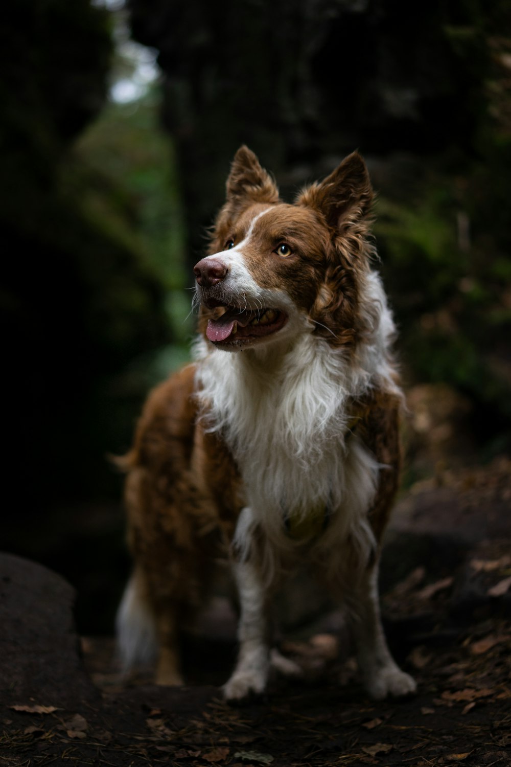 brown and white border collie