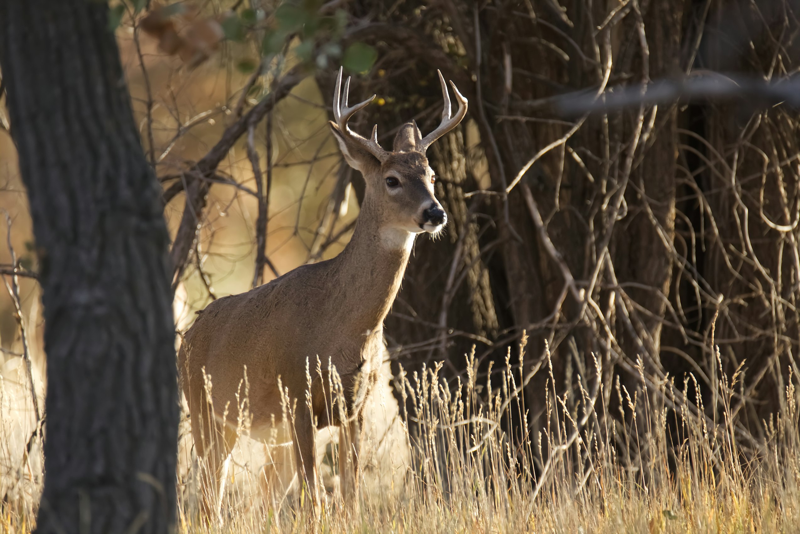 Emergency Order Issued After 6 Breeding Facilities Test Positive for ‘zombie Deer’ Disease