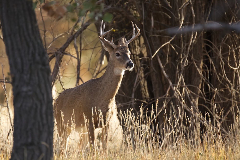 brown deer on green grass during daytime