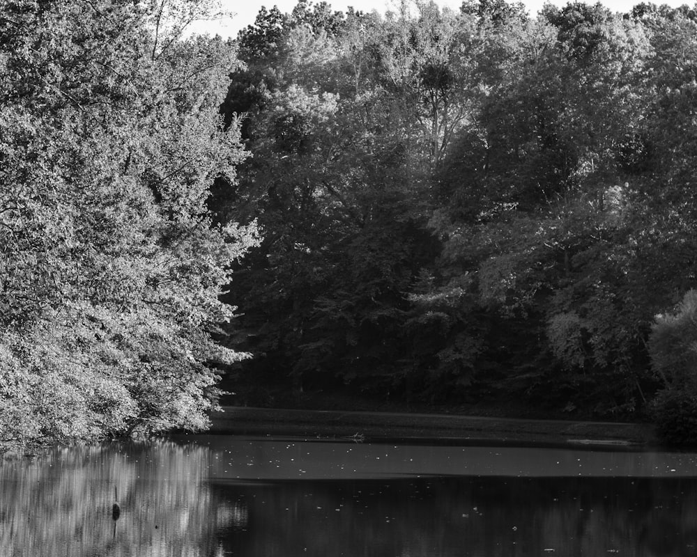 grayscale photo of trees near river