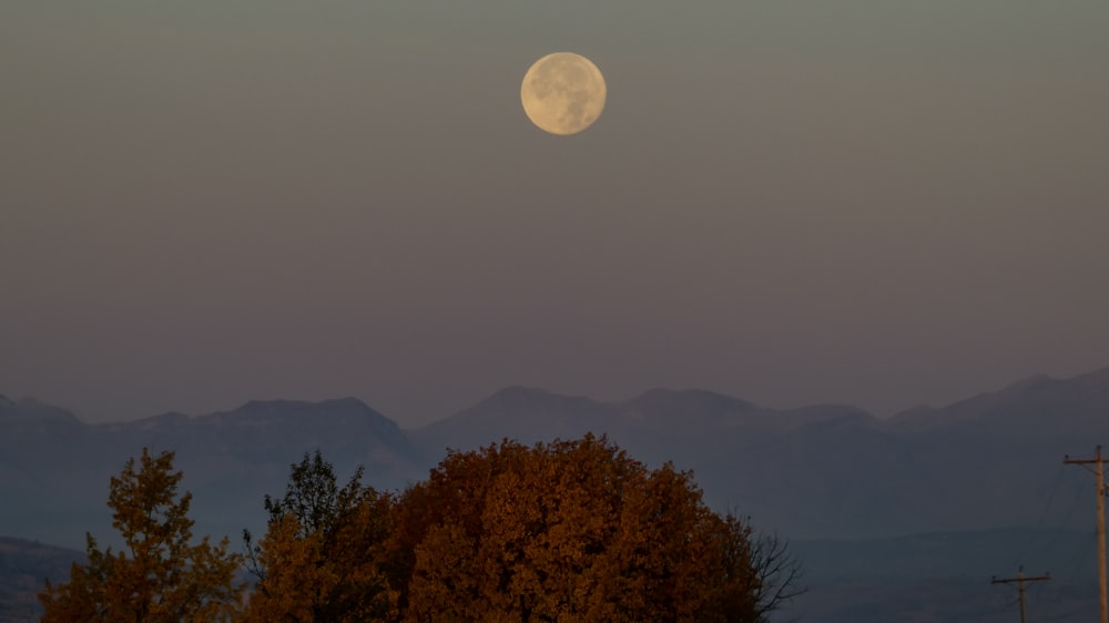 braune Bäume unter weißem Himmel tagsüber