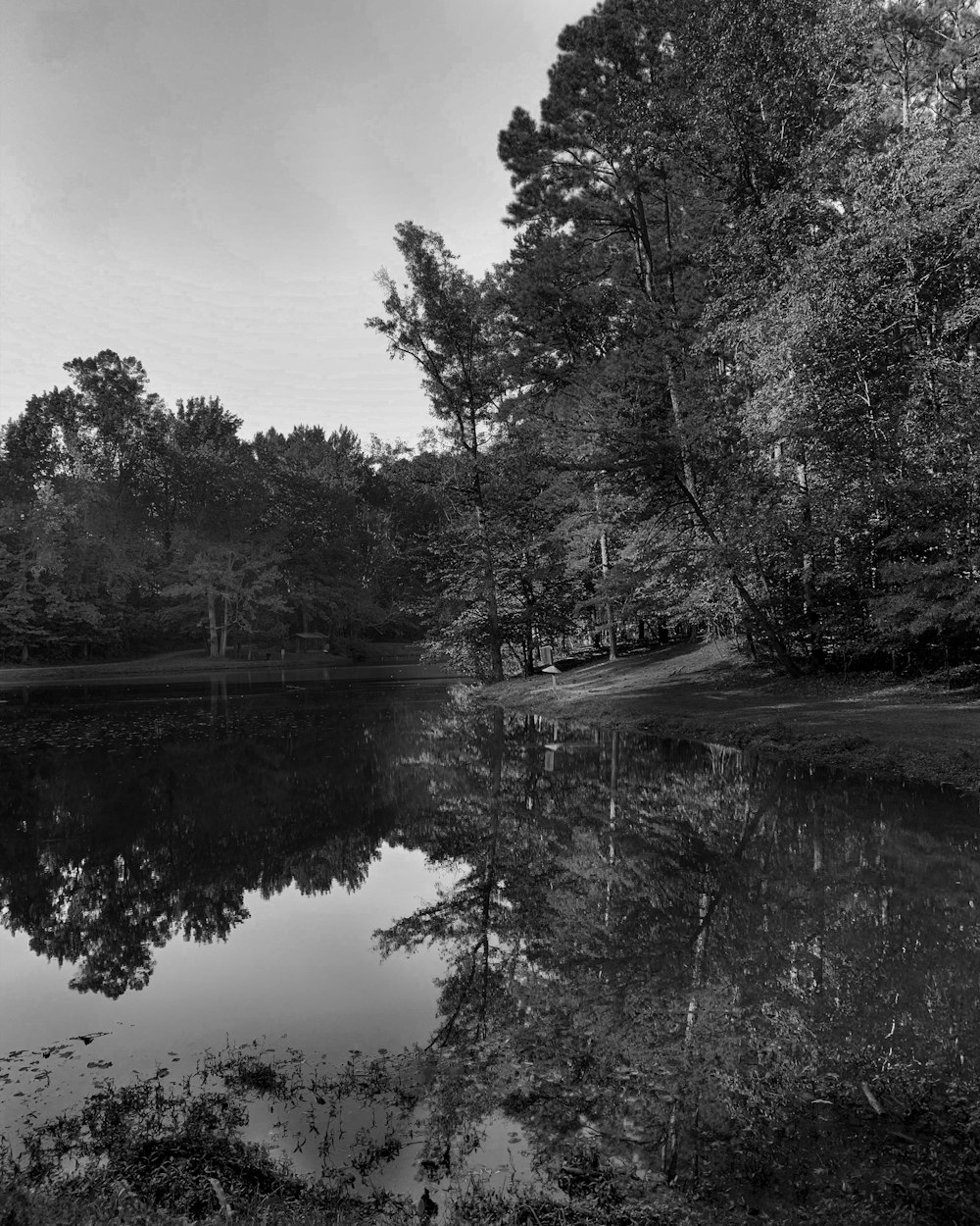 grayscale photo of river between trees