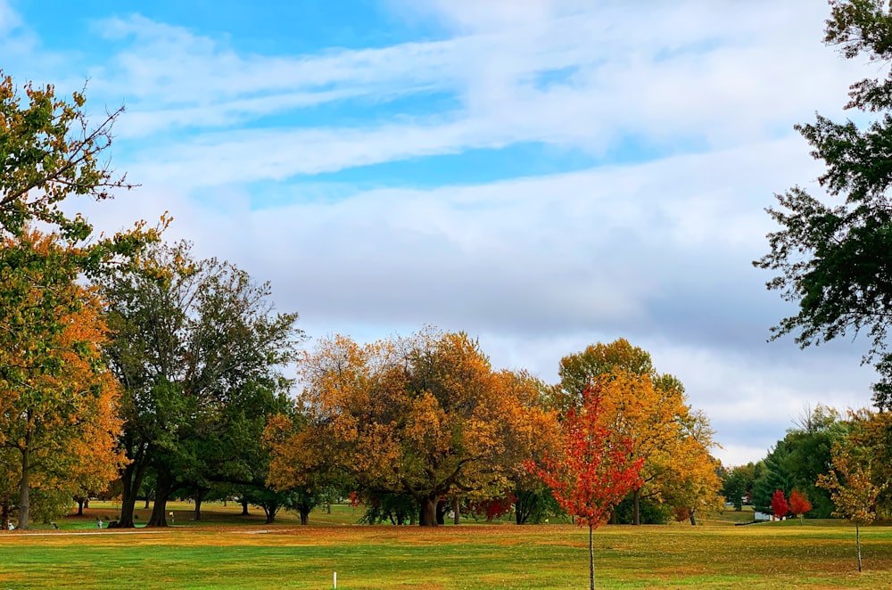 green and brown trees under blue sky during daytime