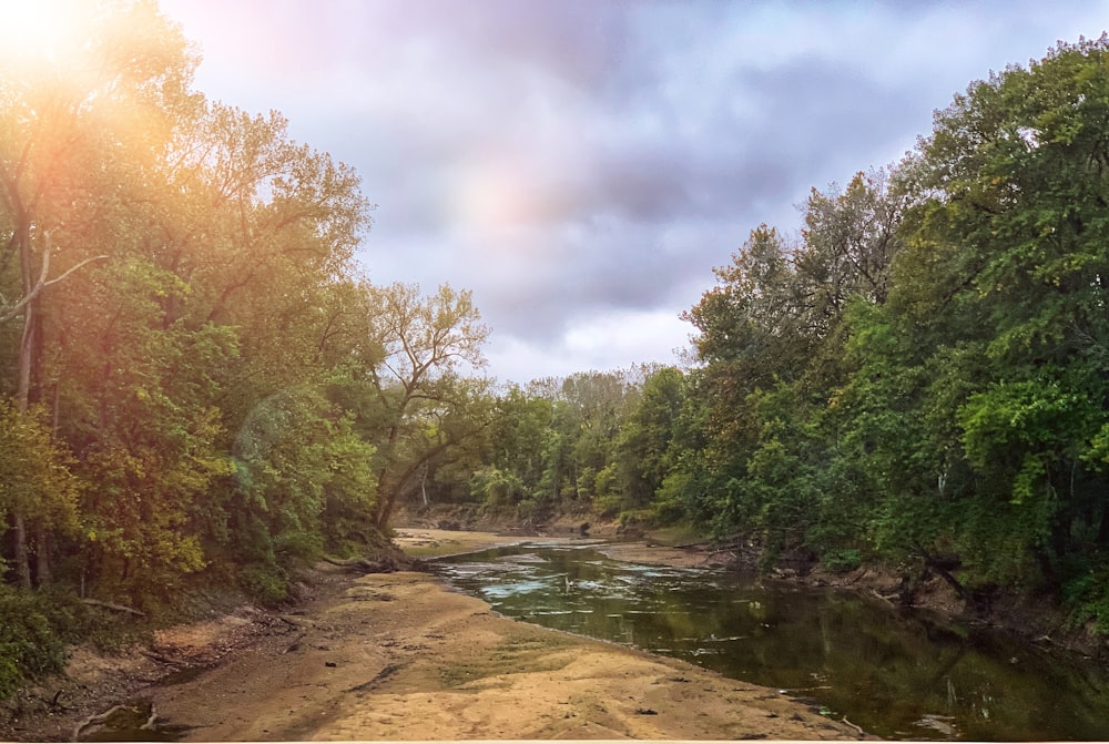 green trees beside river under cloudy sky during daytime