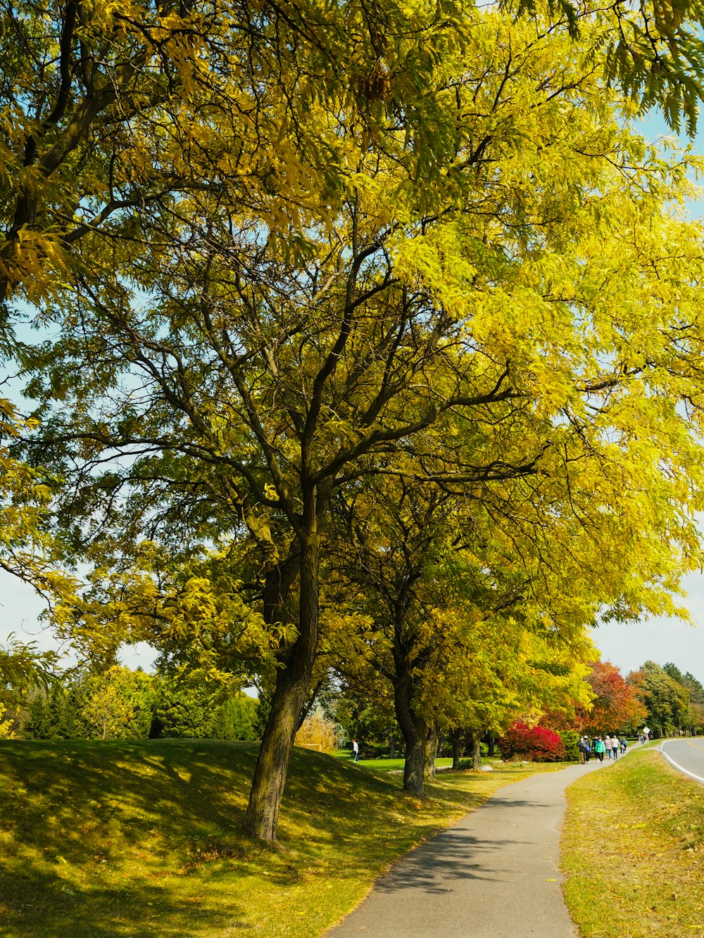 green trees on green grass field during daytime