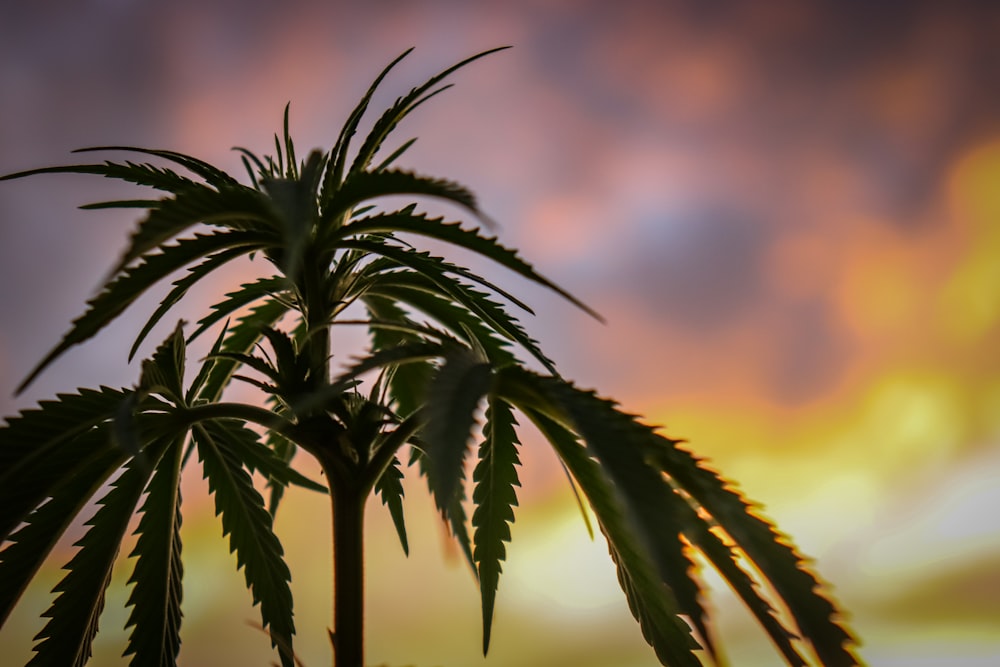 Grüne Palme bei Sonnenuntergang