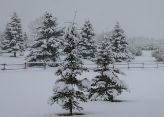 green pine tree covered with snow during daytime