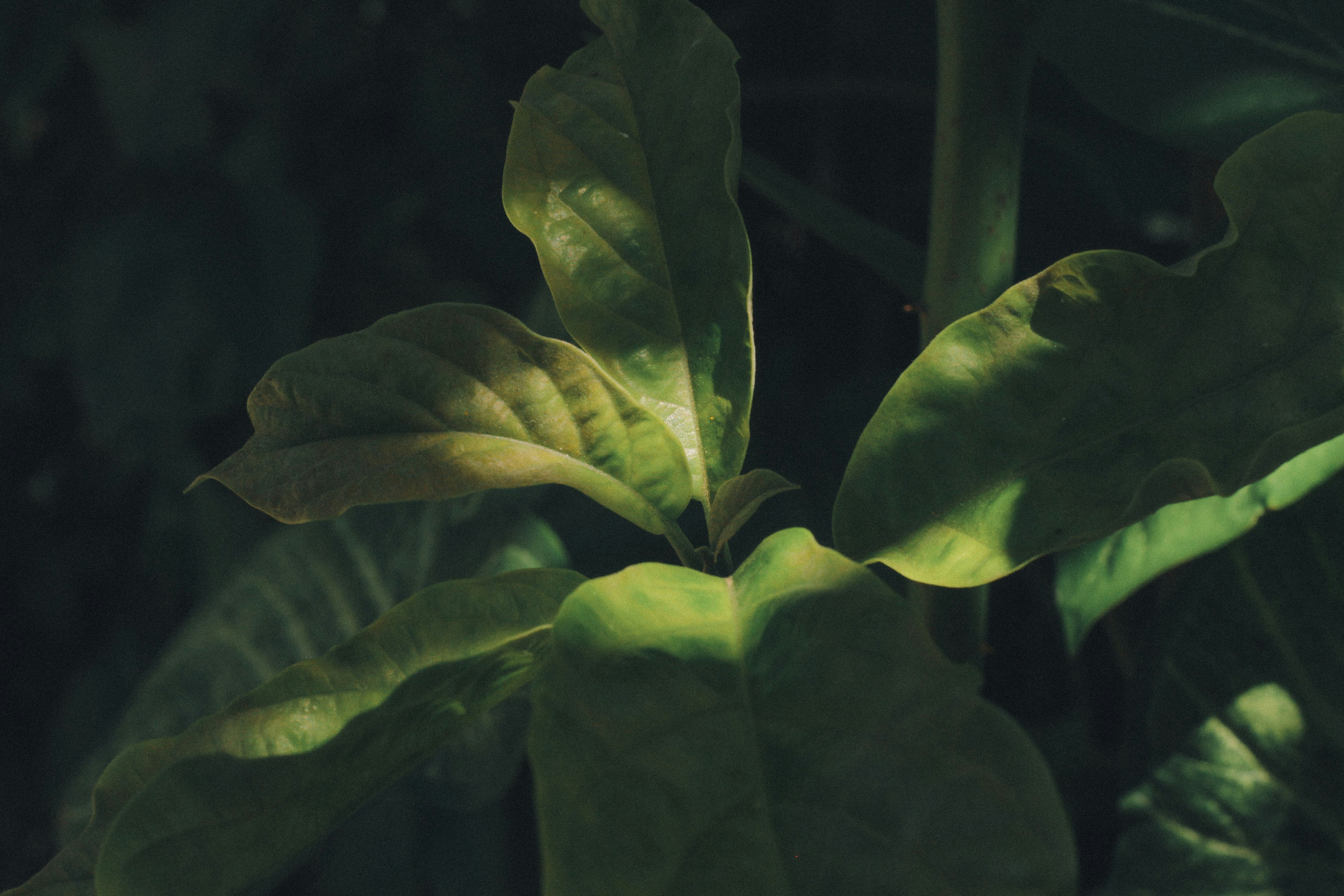green leaves in close up photography