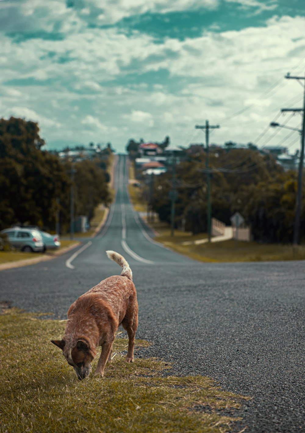 Perro de pelo corto marrón corriendo por una carretera de asfalto gris durante el día