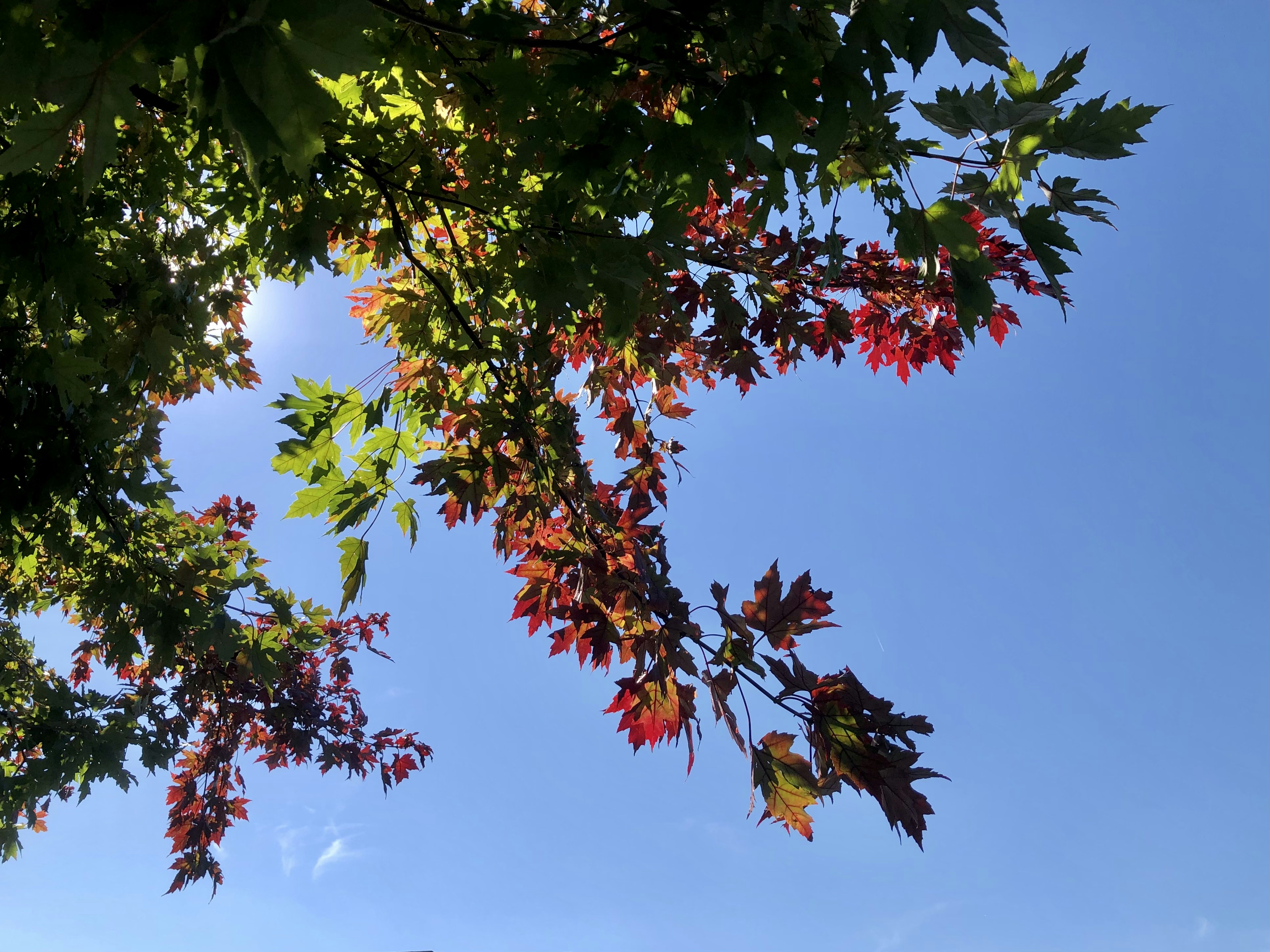 green and red leaves tree