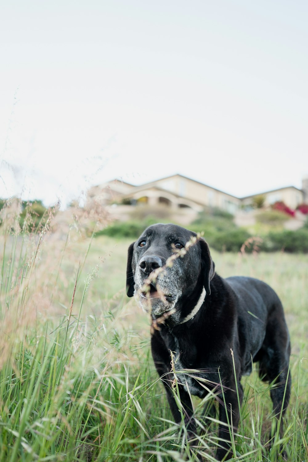 black labrador retriever on green grass field during daytime