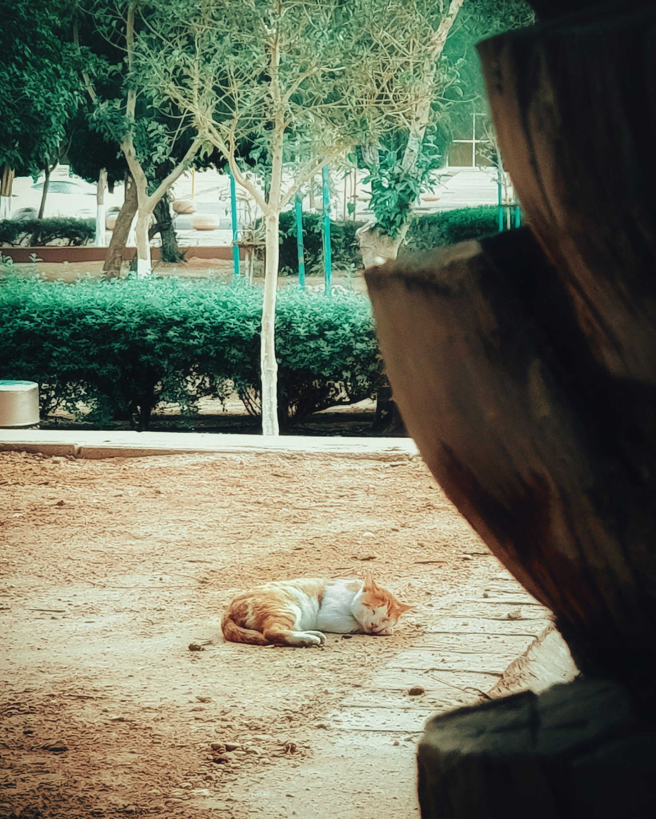 white and brown short coated dog lying on brown sand during daytime