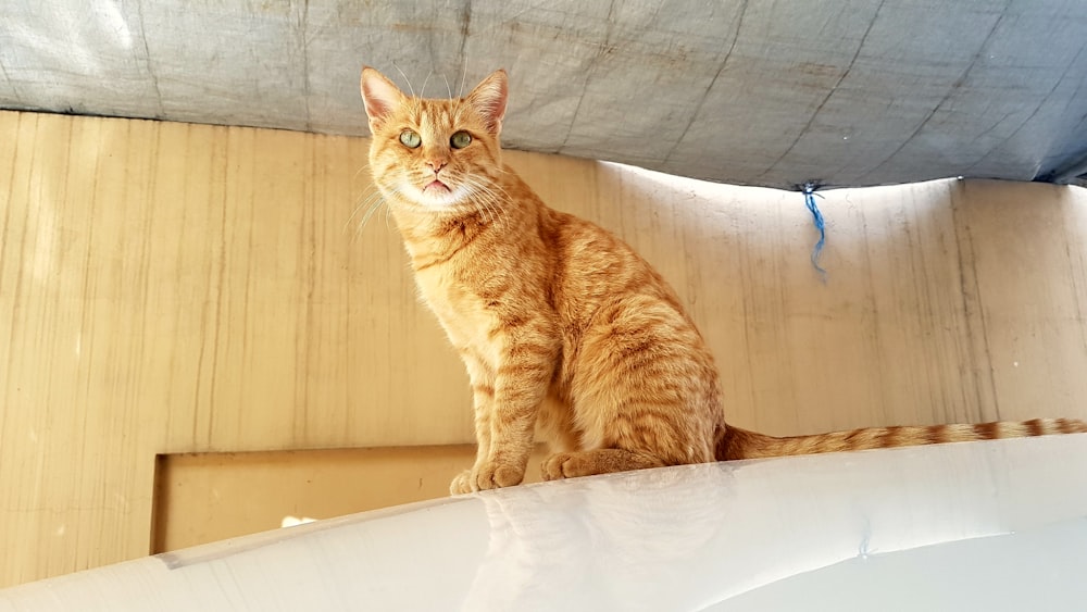 orange tabby cat on white textile