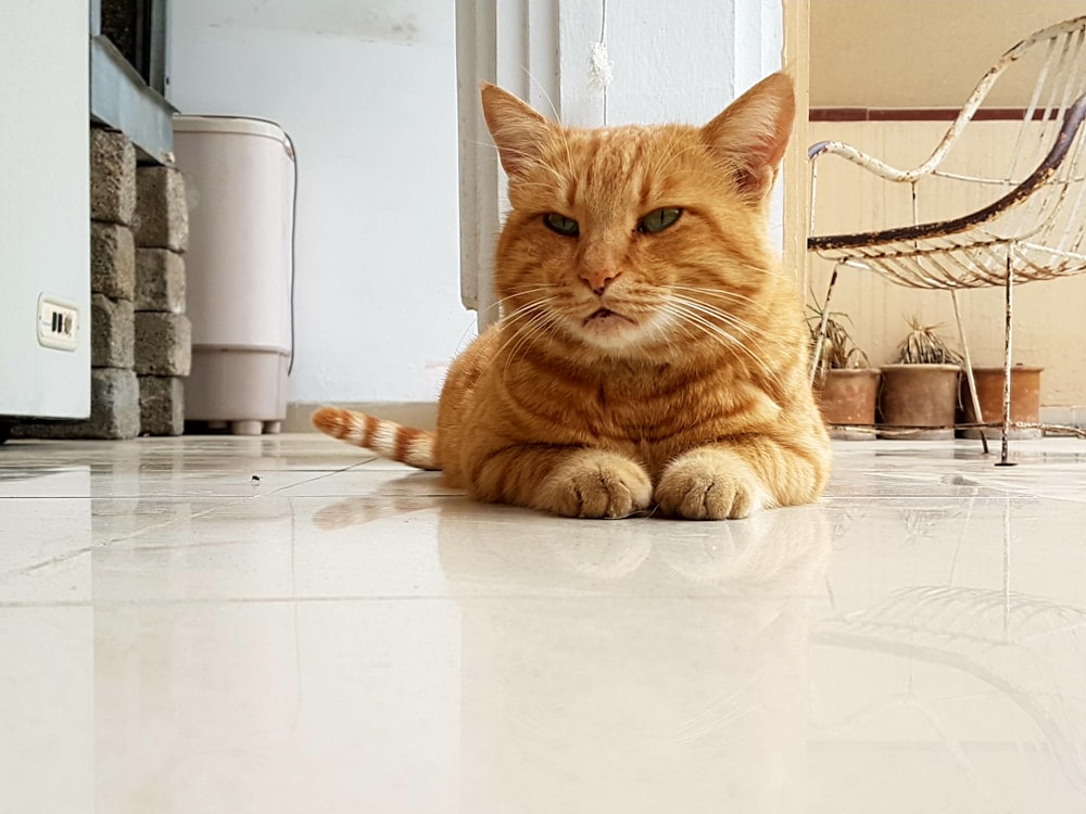 orangefarbene Tabby-Katze auf weißem Tisch