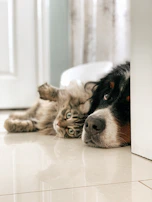 black white and brown bernese mountain dog lying on white textile