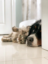 black white and brown bernese mountain dog lying on white textile