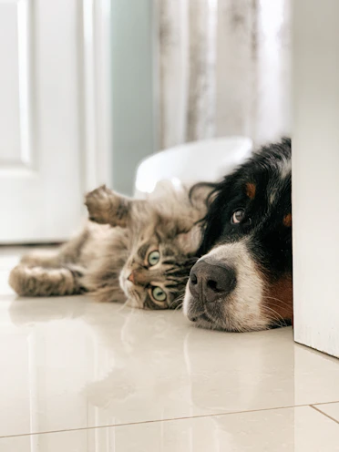 black white cat and brown bernese mountain dog lying on white tile 