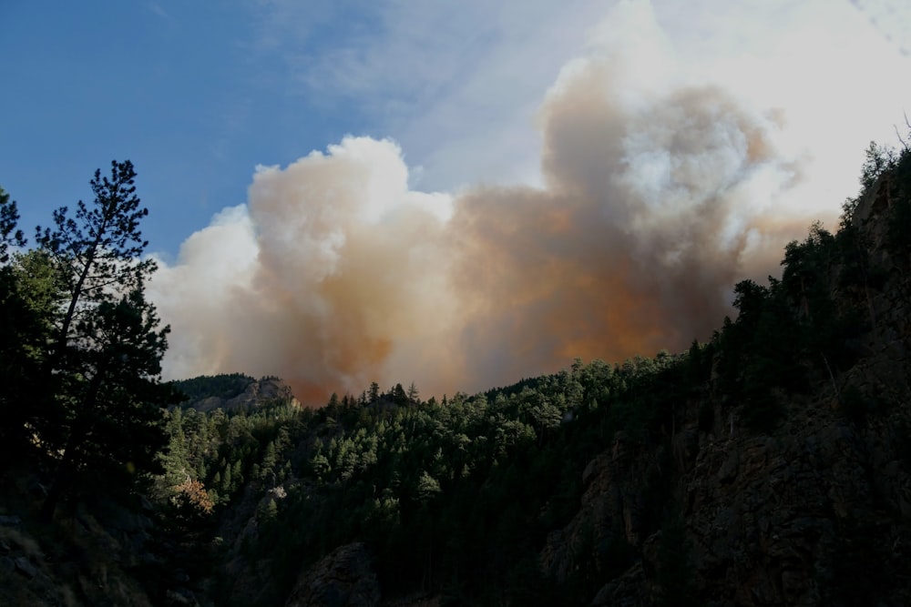 árvores verdes sob o céu azul durante o dia