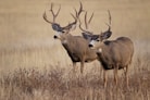 brown deer on brown grass field during daytime