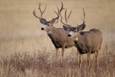 brown deer on brown grass field during daytime