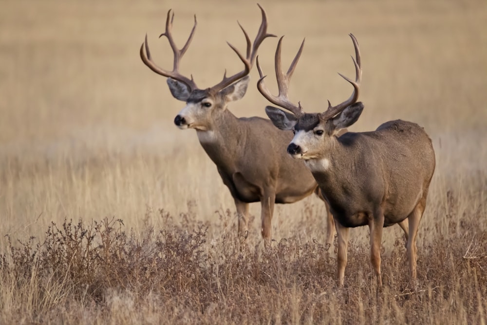 brown deer on brown grass field during daytime